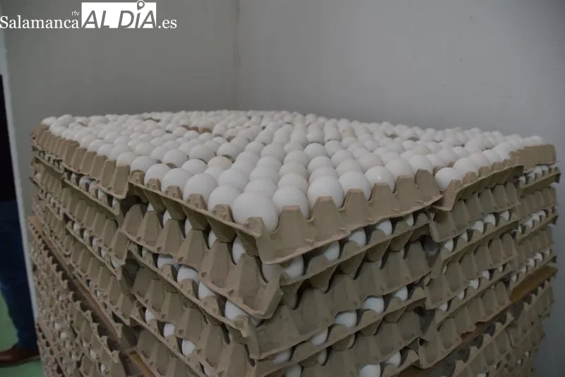 Foto 6 - &ldquo;Las necesidades de Salamanca est&aacute;n aumentando&rdquo;, explican desde el Banco de Alimentos
