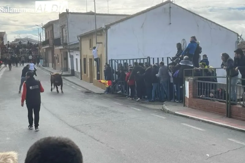 Cantalapiedra vivía un animado Toro de Cajón este sábado