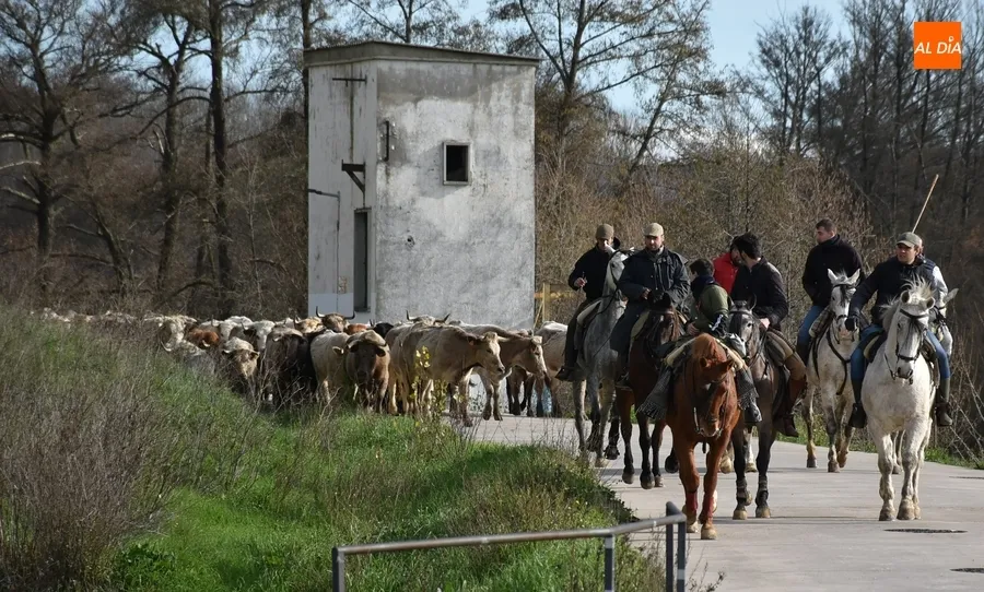 Foto 3 - M&aacute;s de 200 vacas y terneros cruzan Ciudad Rodrigo rumbo a Extremadura