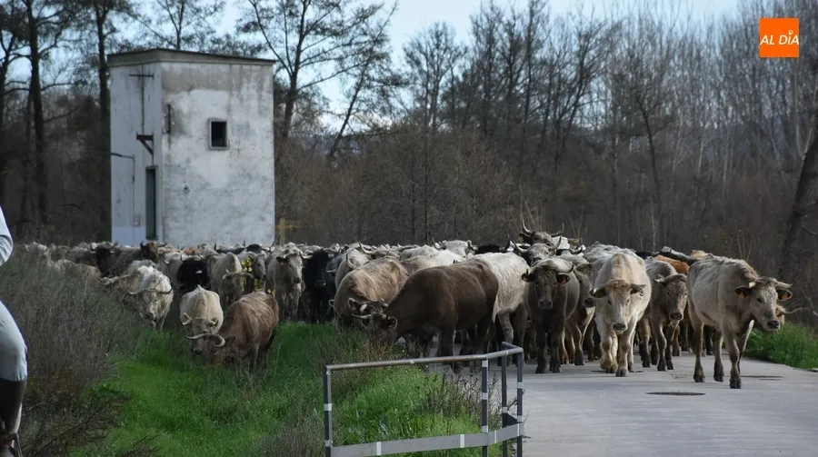 Foto 5 - M&aacute;s de 200 vacas y terneros cruzan Ciudad Rodrigo rumbo a Extremadura