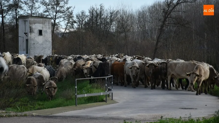 Foto 6 - M&aacute;s de 200 vacas y terneros cruzan Ciudad Rodrigo rumbo a Extremadura