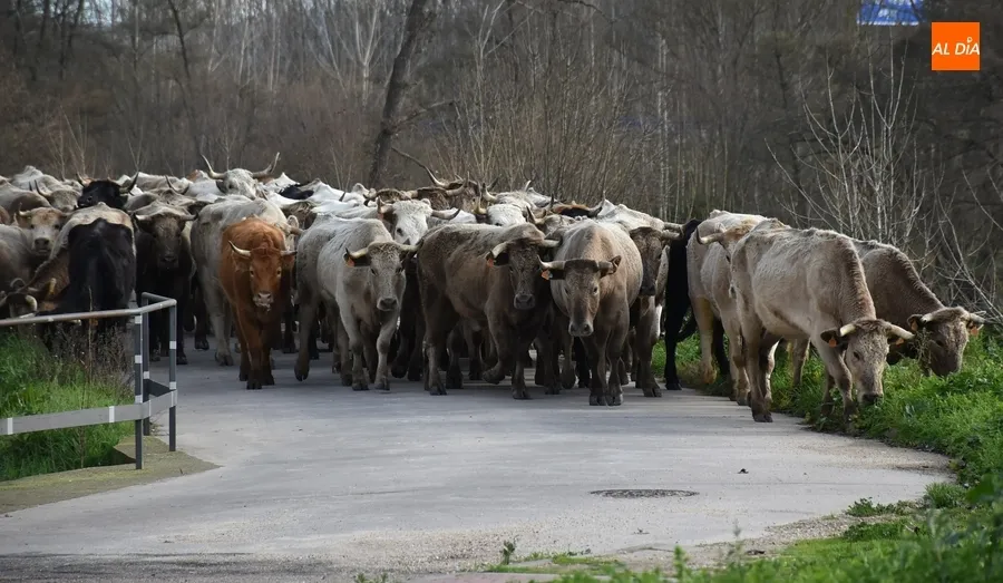 Foto 7 - M&aacute;s de 200 vacas y terneros cruzan Ciudad Rodrigo rumbo a Extremadura