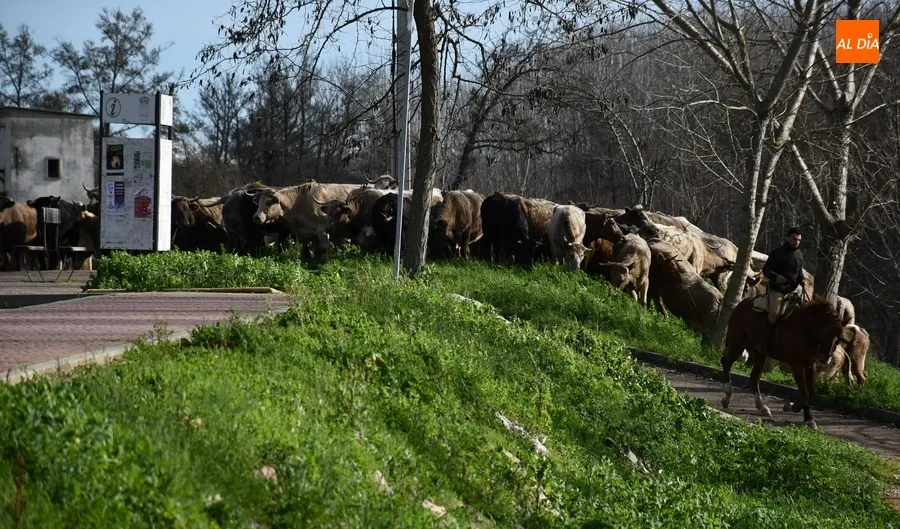 Foto 8 - M&aacute;s de 200 vacas y terneros cruzan Ciudad Rodrigo rumbo a Extremadura
