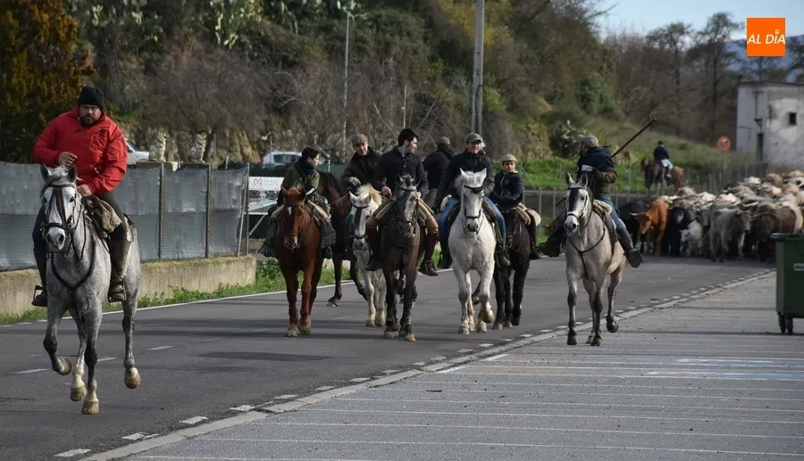 Foto 9 - M&aacute;s de 200 vacas y terneros cruzan Ciudad Rodrigo rumbo a Extremadura