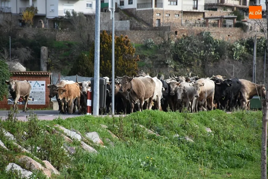 Foto 10 - M&aacute;s de 200 vacas y terneros cruzan Ciudad Rodrigo rumbo a Extremadura