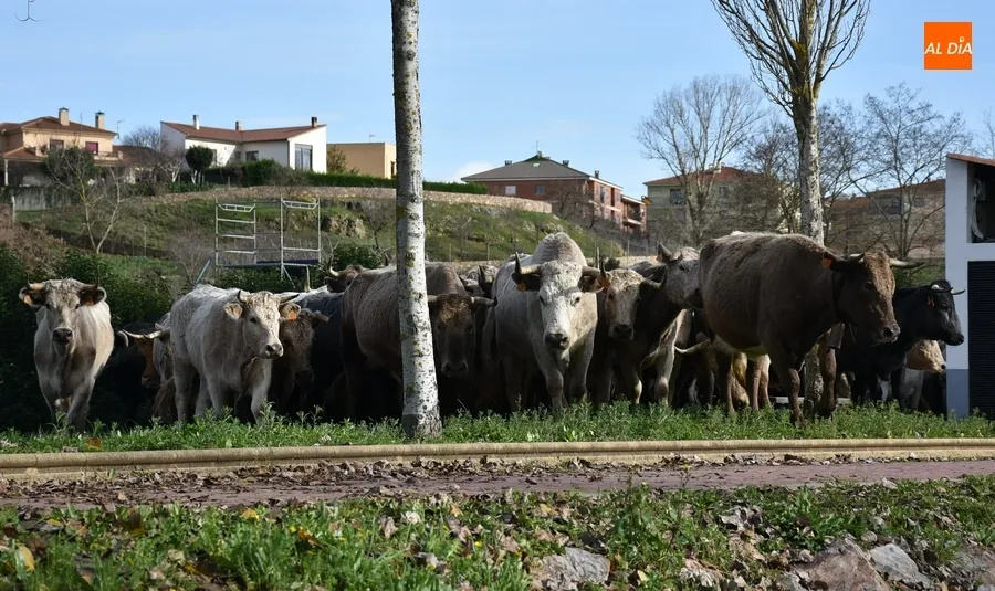 Foto 11 - M&aacute;s de 200 vacas y terneros cruzan Ciudad Rodrigo rumbo a Extremadura