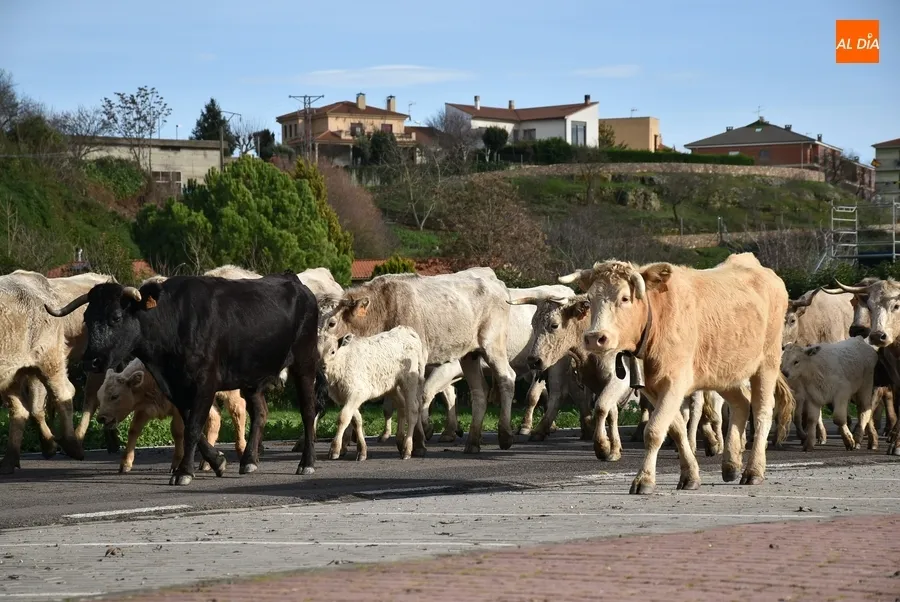 Foto 2 - M&aacute;s de 200 vacas y terneros cruzan Ciudad Rodrigo rumbo a Extremadura