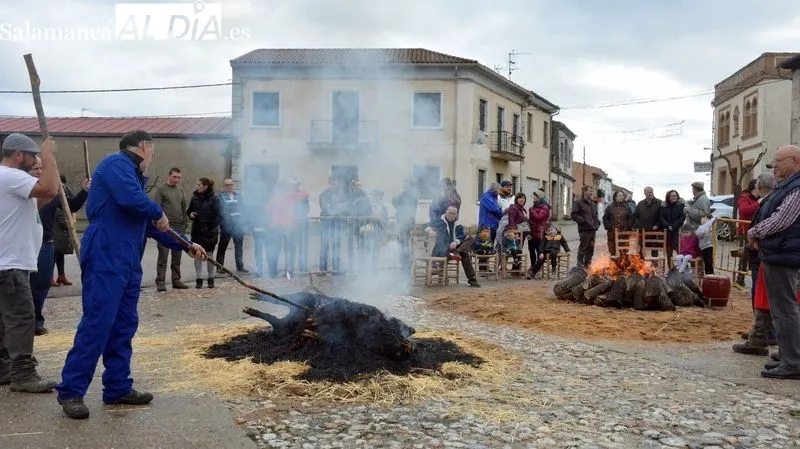 Foto 4 - La XXI Matanza T&iacute;pica del cerdo congrega a vecinos y turistas en Hinojosa de Duero