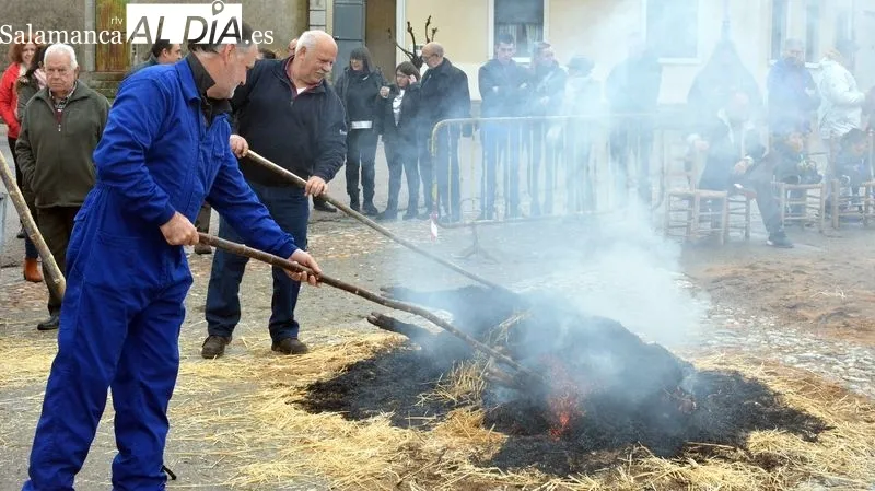 Foto 3 - La XXI Matanza T&iacute;pica del cerdo congrega a vecinos y turistas en Hinojosa de Duero