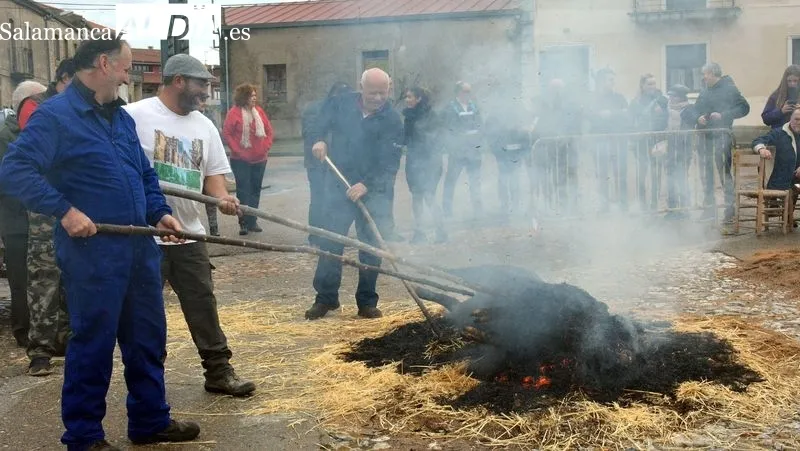 Foto 2 - La XXI Matanza T&iacute;pica del cerdo congrega a vecinos y turistas en Hinojosa de Duero