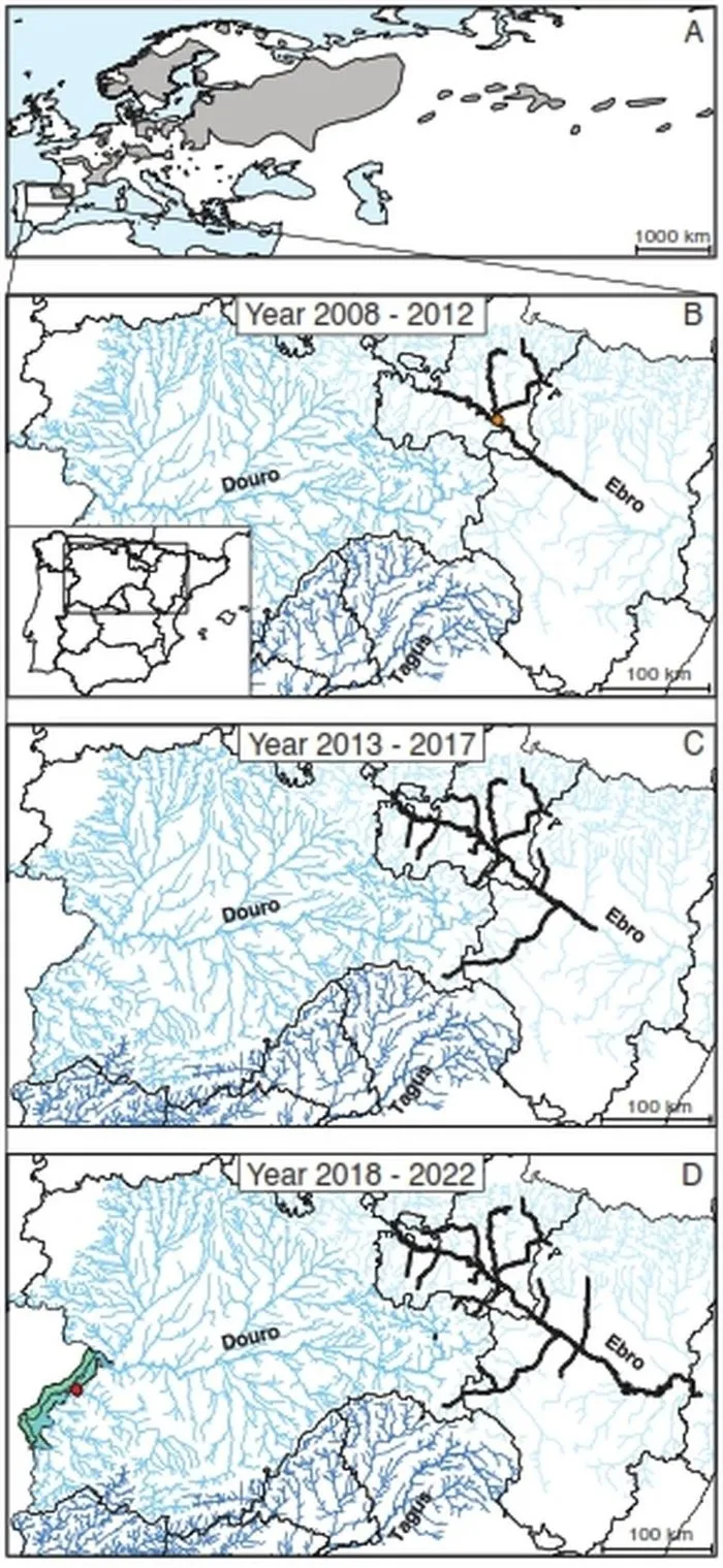   Expansión del castor euroasiático en la Península Ibérica tras la traslocación realizada en 2003 / FOTO: HYSTRIX  
