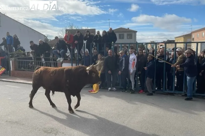 Cantalapiedra vivía un animado Toro de Cajón este sábado