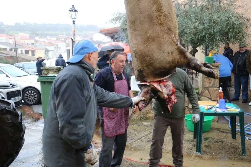 XII Matanza Tradicional de Saucelle / CORRAL