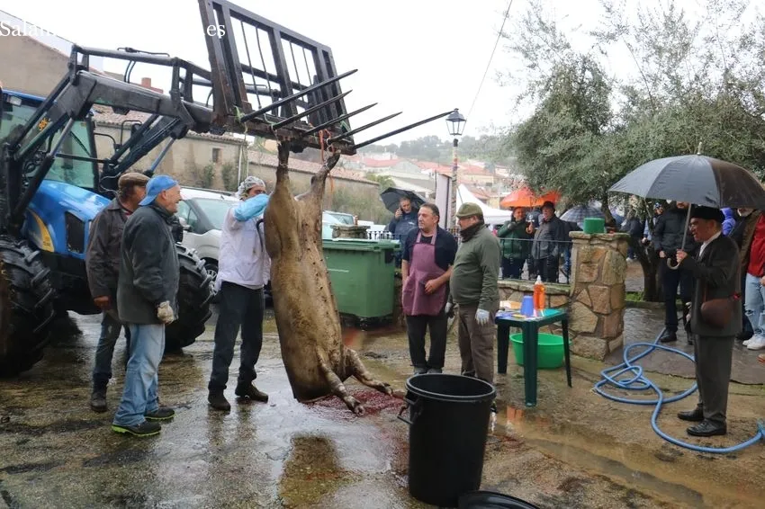 XII Matanza Tradicional de Saucelle / CORRAL
