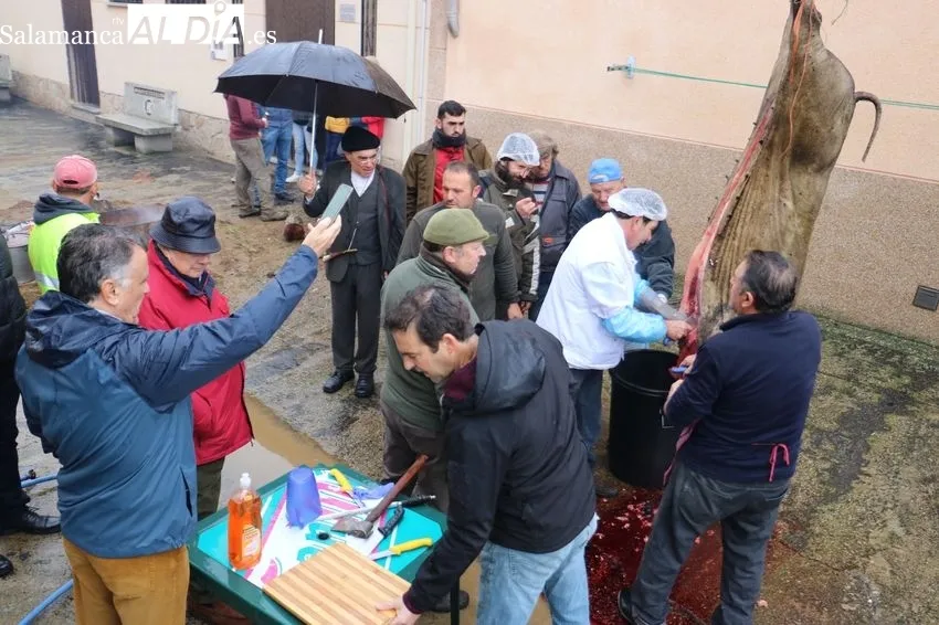 XII Matanza Tradicional de Saucelle / CORRAL