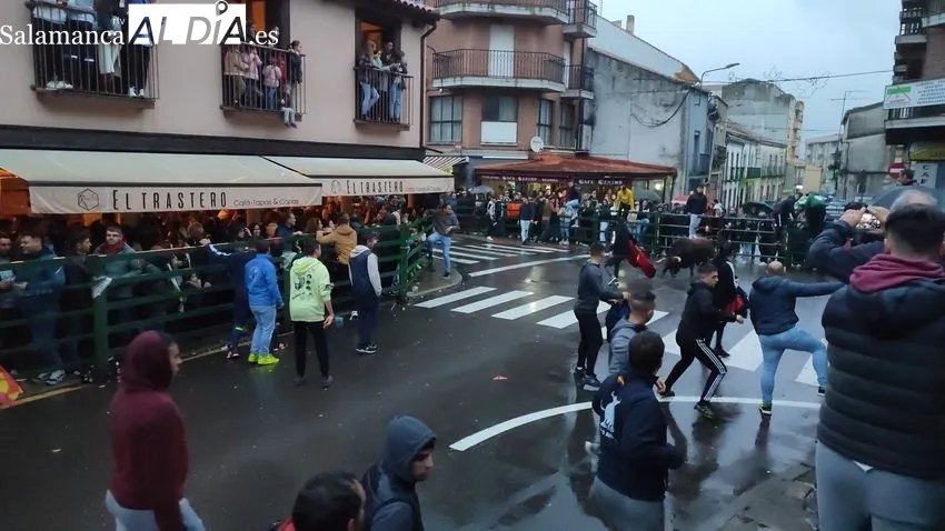 El II Toro de San Nicolás llena las calles de Vitigudino / CORRAL