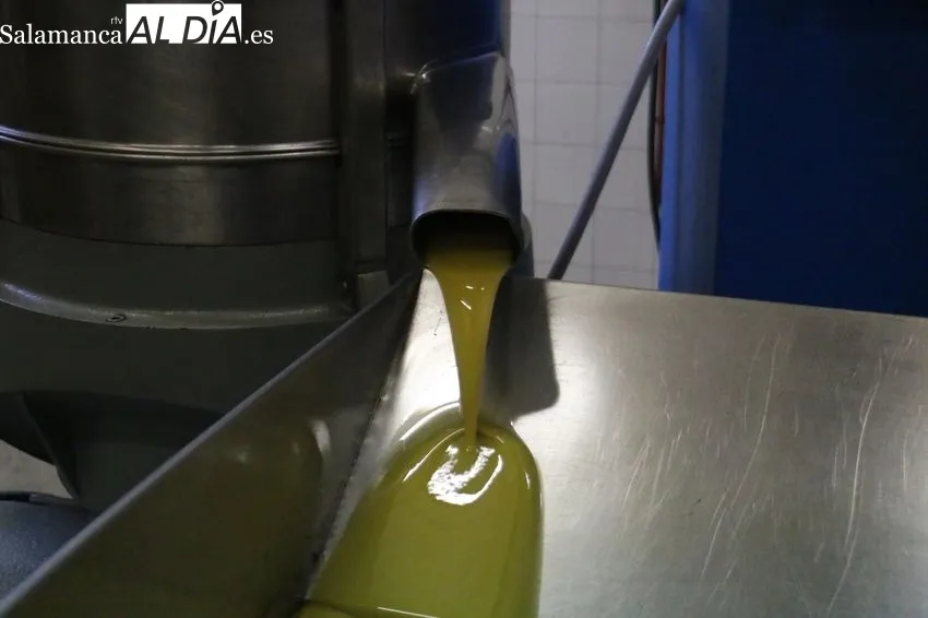 La almazara de Aldeadávila comenzaba la campaña el 23 de noviembre con nueva máquina para el molturado de la aceituna  / CORRAL