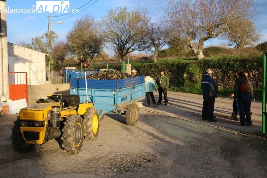La almazara de Aldeadávila comenzaba la campaña el 23 de noviembre con nueva máquina para el molturado de la aceituna  / CORRAL