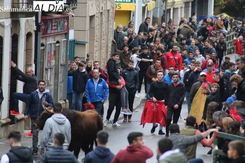El II Toro de San Nicolás llena las calles de Vitigudino / CORRAL