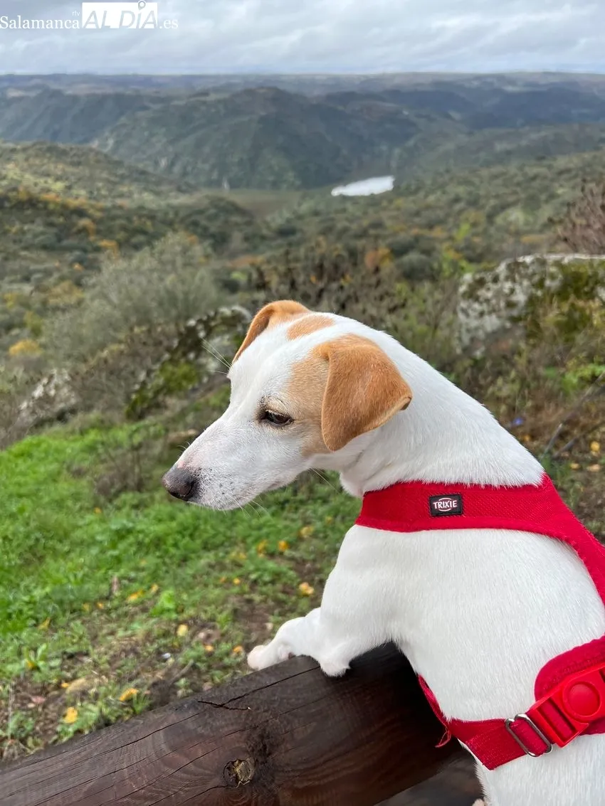Pipper en Fermoselle