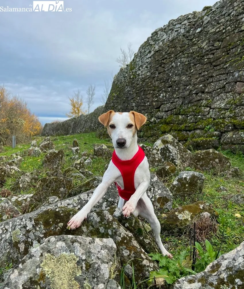 Pipper en el castro vetón de Yecla La Vieja