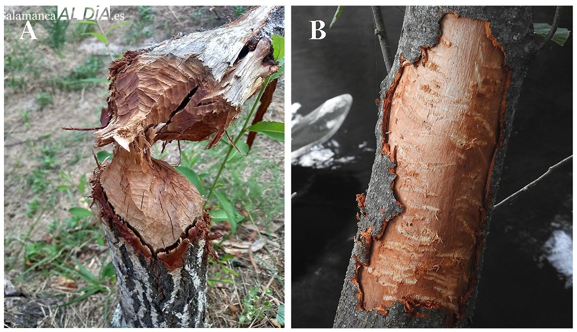 Hallazgos de presencia de castores en Arribes del Duero: (A) tronco de sauce roído; (B) troncos de árboles con marcas de dientes y corteza roída / FOTO: HYSTRIX