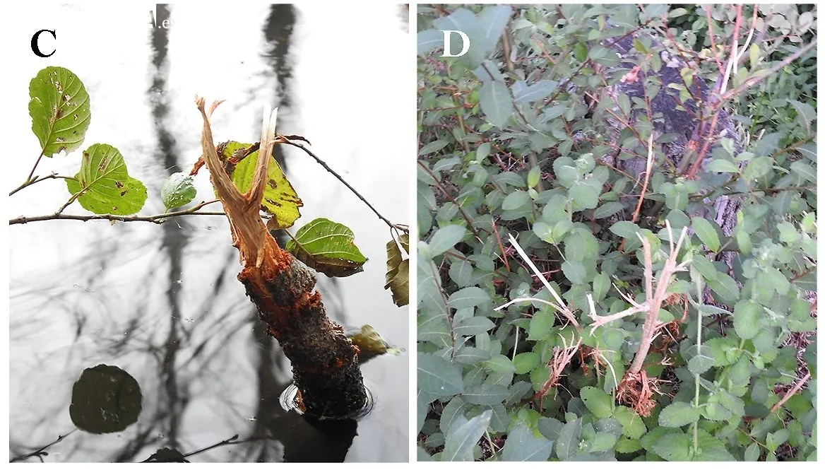 Hallazgos de presencia de castores en Arribes del Duero: (C) árbol pequeño (Alnus sp.) con corteza roída; y (D) vegetación forrajera / FOTO: HYSTRIX