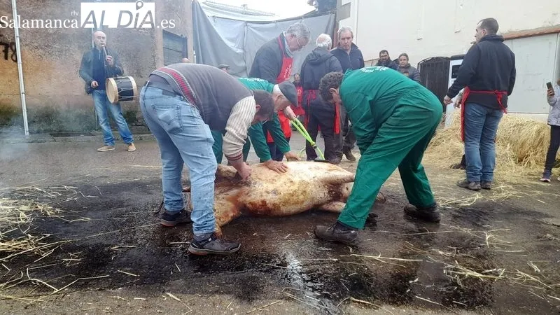 Foto 5 - Sobradillo revive la matanza tradicional con gran ambiente