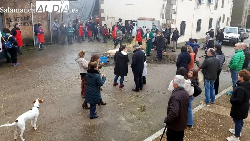 Foto 4 - Sobradillo revive la matanza tradicional con gran ambiente