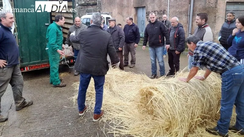 Foto 9 - Sobradillo revive la matanza tradicional con gran ambiente