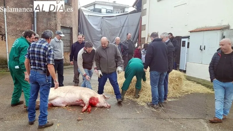 Foto 8 - Sobradillo revive la matanza tradicional con gran ambiente