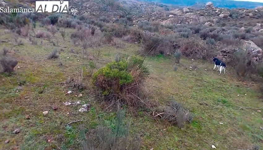 Tras las últimas perdices de las Arribes / CORRAL