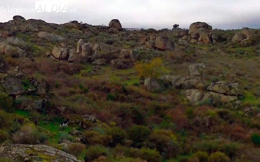 Tras las últimas perdices de las Arribes / CORRAL