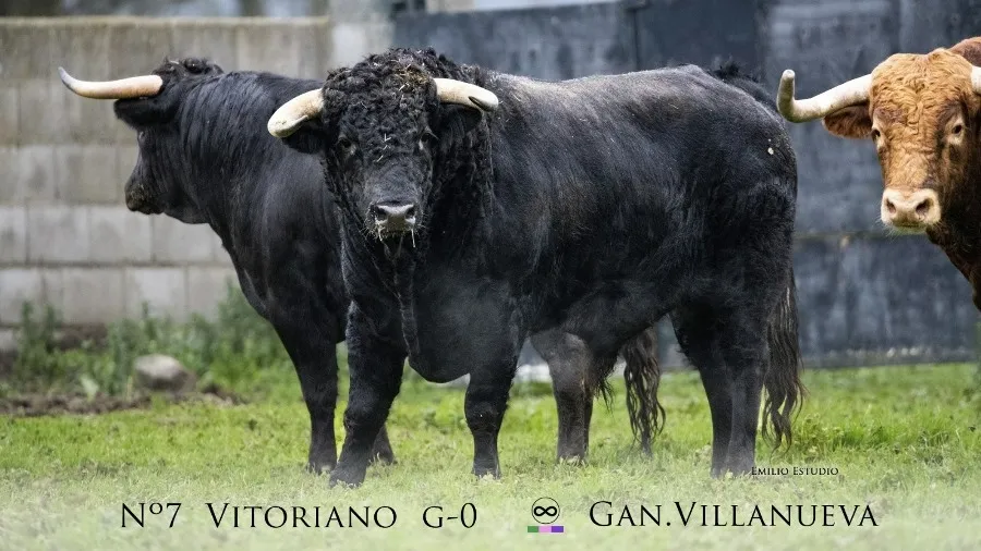 Foto 11 - Desvelada la imagen de los astados protagonistas del Carnaval del Toro 2023