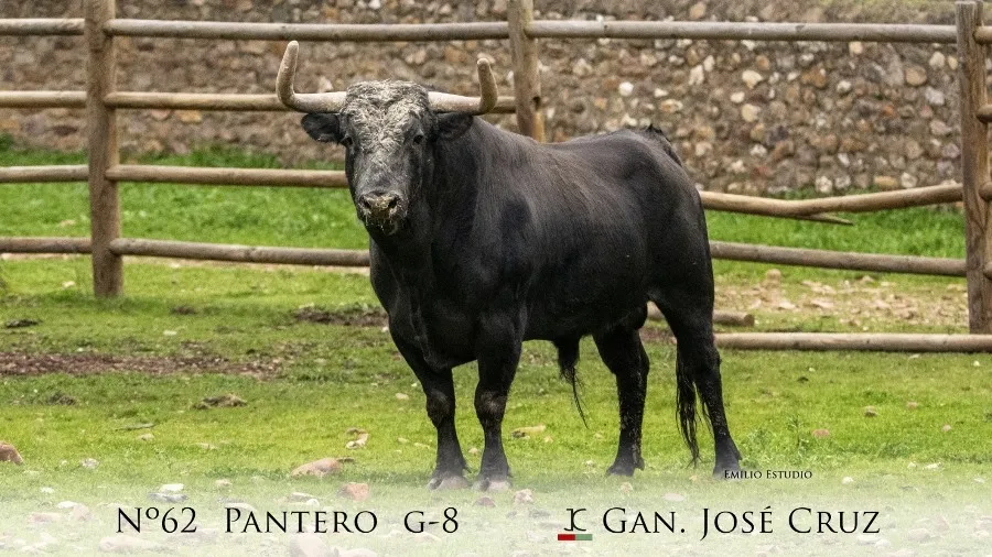 Foto 2 - Desvelada la imagen de los astados protagonistas del Carnaval del Toro 2023