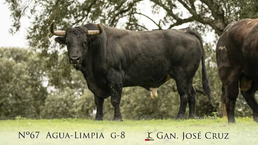 Foto 3 - Desvelada la imagen de los astados protagonistas del Carnaval del Toro 2023