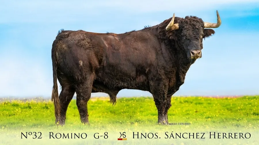 Foto 4 - Desvelada la imagen de los astados protagonistas del Carnaval del Toro 2023