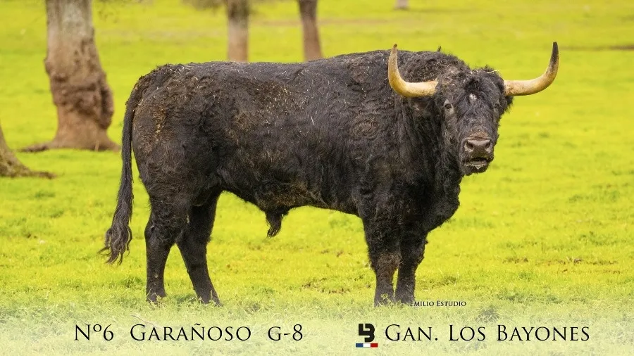 Foto 5 - Desvelada la imagen de los astados protagonistas del Carnaval del Toro 2023