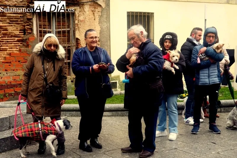 Peñaranda celebraba este sábado la bendición de San Antón