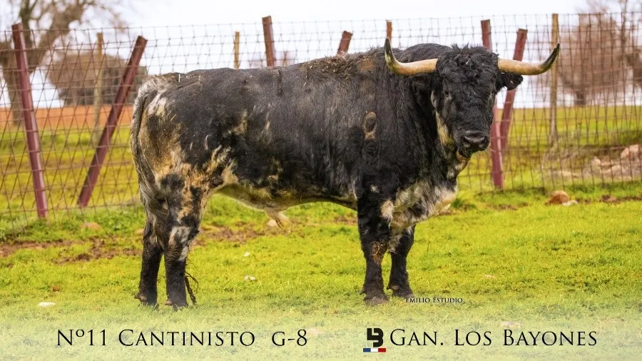 Foto 6 - Desvelada la imagen de los astados protagonistas del Carnaval del Toro 2023