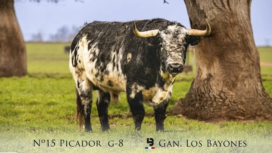 Foto 7 - Desvelada la imagen de los astados protagonistas del Carnaval del Toro 2023