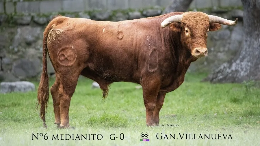 Foto 9 - Desvelada la imagen de los astados protagonistas del Carnaval del Toro 2023