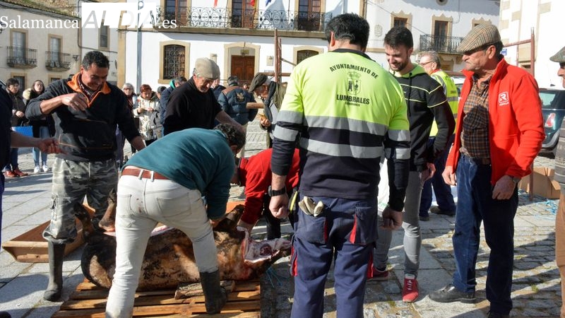 Foto 2 - Lumbrales revive la matanza tradicional del cerdo con un ambiente festivo