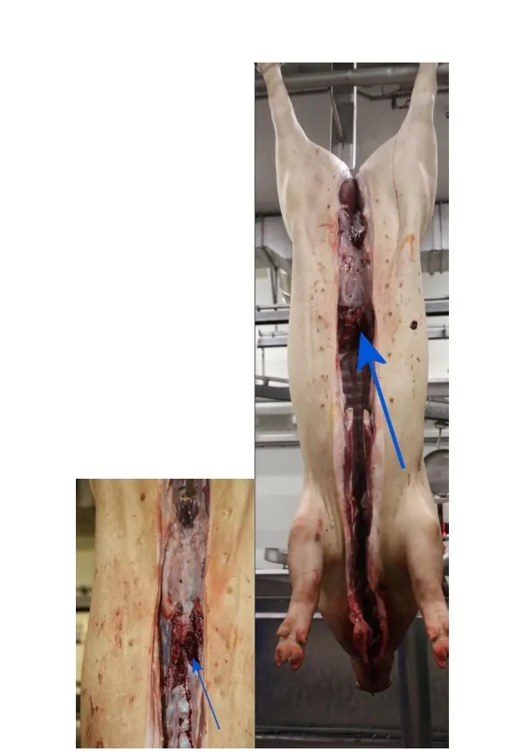Imagen del pilar del diafragma, parte de la que hay que tomar muestras para el examen de triquina