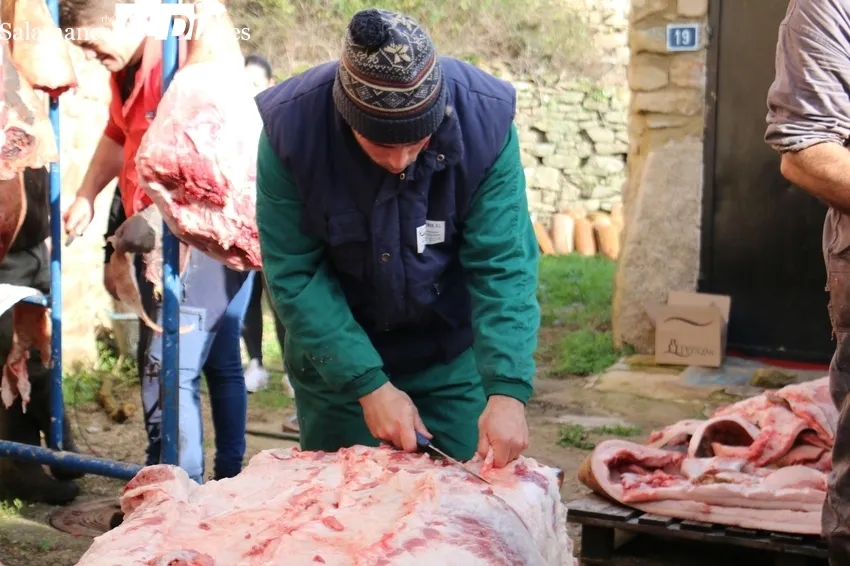 Matanza en Cabeza de Framontanos de siete cerdos / CORRAL