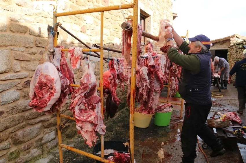 Matanza en Cabeza de Framontanos de siete cerdos / CORRAL