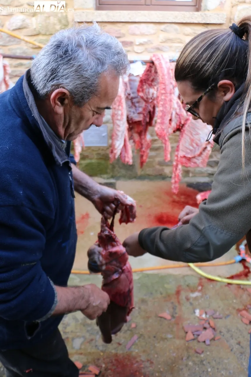 Matanza en Cabeza de Framontanos de siete cerdos / CORRAL