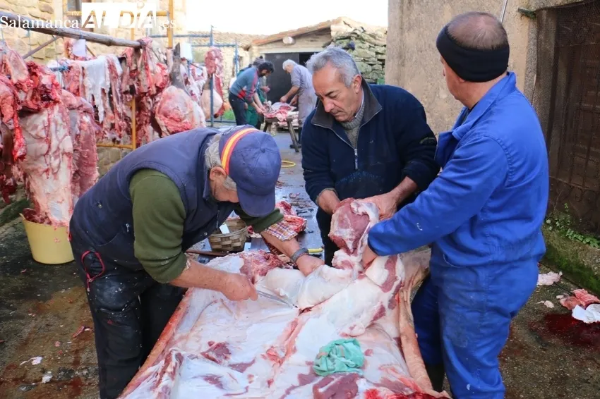 Matanza en Cabeza de Framontanos de siete cerdos / CORRAL