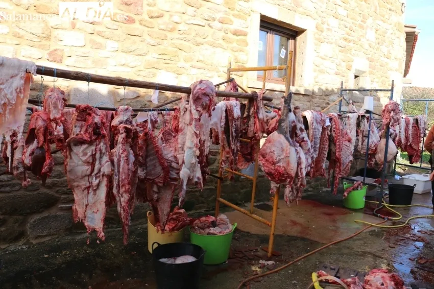 Matanza en Cabeza de Framontanos de siete cerdos / CORRAL