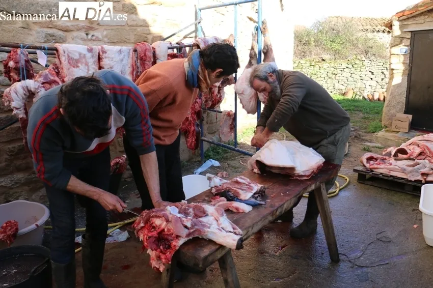 Matanza en Cabeza de Framontanos de siete cerdos / CORRAL